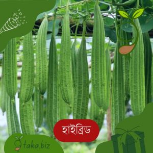 হাইব্রিড ঝিঙের বীজ (১২টি দানা)