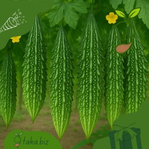 দেশি করলার বীজ (১২টি দানা)