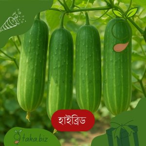 হাইব্রিড শসার বীজ (১৫টি দানা)