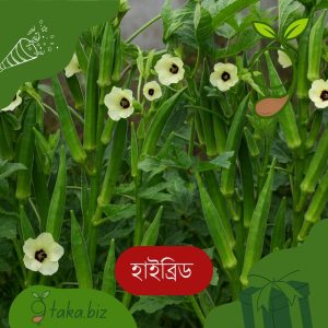 হাইব্রিড ঢেঁড়সের বীজ (২০টি দানা)