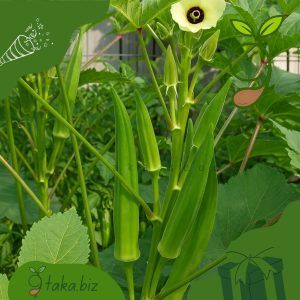 দেশি ঢেঁড়সের বীজ (২০টি দানা)