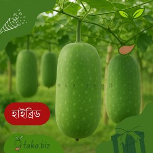 হাইব্রিড চালকুমড়ার বীজ (২০টি দানা)