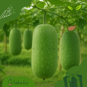 দেশি চালকুমড়ার বীজ (২০টি দানা)