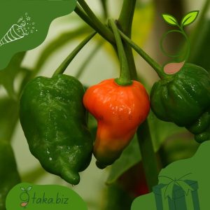 বোম্বাই মরিচের বীজ (২৫টি +/- দানা)