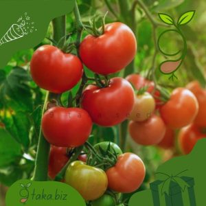 দেশি টমেটোর বীজ (৫০টি +/- দানা)