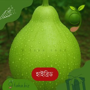 হাইব্রিড গোল লাউয়ের বীজ (১০টি দানা)