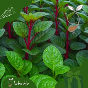 মোটা ডগা লাল পুঁইশাক (৫ গ্রাম বীজ)