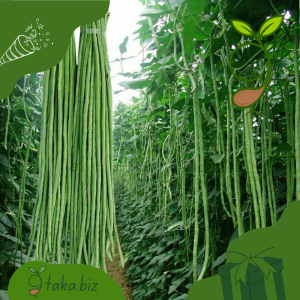 উন্নত জাতের বরবটির বীজ (২০টি দানা)