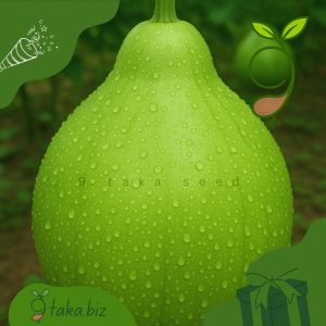 দেশি গোল লাউয়ের বীজ (১০টি দানা)