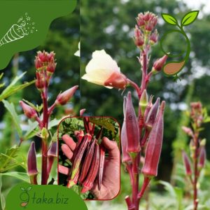 লাল ঢেঁড়সের বীজ (১৬টি দানা)