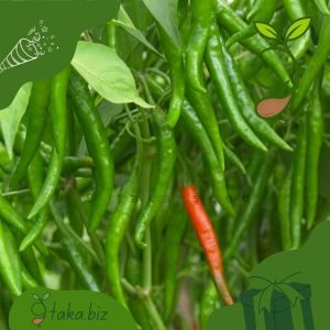 দেশি মরিচের বীজ (৫০ +/- দানা)