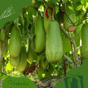 কেজি বেগুন (২০টি +/- দানা)