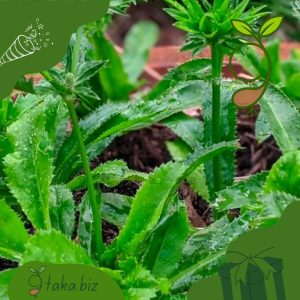 বিলাতি ধনিয়া