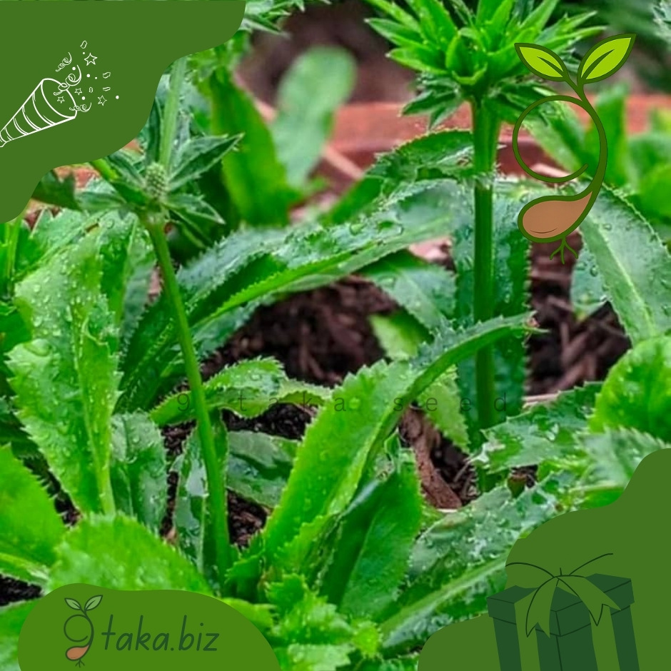 বিলাতি ধনিয়া