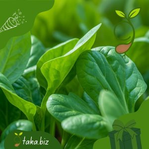 পালং শাক (৫ গ্রাম বীজ)