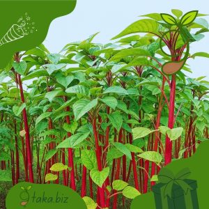 আমন ডাটা (৫ গ্রাম বীজ)