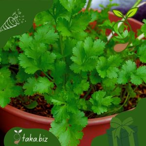 দেশি ধনিয়া পাতা (৫ গ্রাম বীজ)