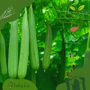 দেশি ঝিঙের বীজ (১২টি দানা)