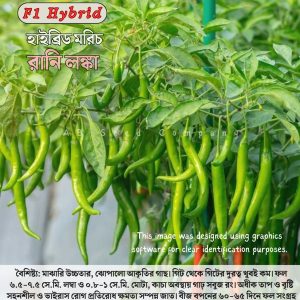 হাইব্রিড মরিচ, রানি লঙ্কা ( ১ গ্রাম, ২০০ +/- বীজ)