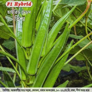 হাইব্রিড ঢেঁড়স, তিশা ( ২০ গ্রাম, ৩০০ +/- বীজ)