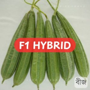 হাইব্রিড ঝিংগা, গ্রিন এরো ( ৫ গ্রাম / ৪০ +/- পিচ বীজ)