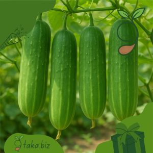 দেশি শসার বীজ (১৫টি দানা)